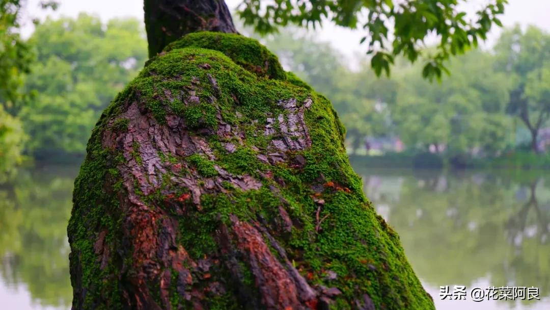 江南最忆是杭州,江南好最忆是杭州朗读