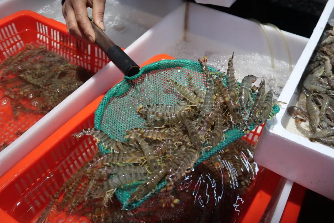 在这个足足2万平的奇妙海鲜“商场”，我找到了赚钱的动力