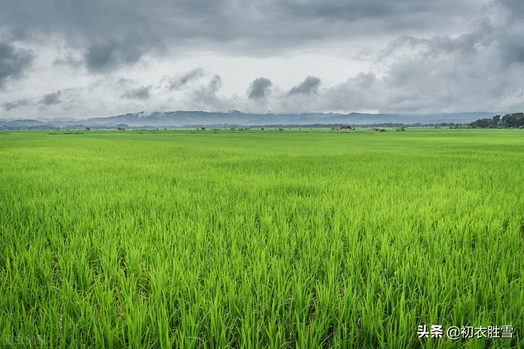 关于二十四节气夏至的诗句摘抄,二十四节气之春生夏长