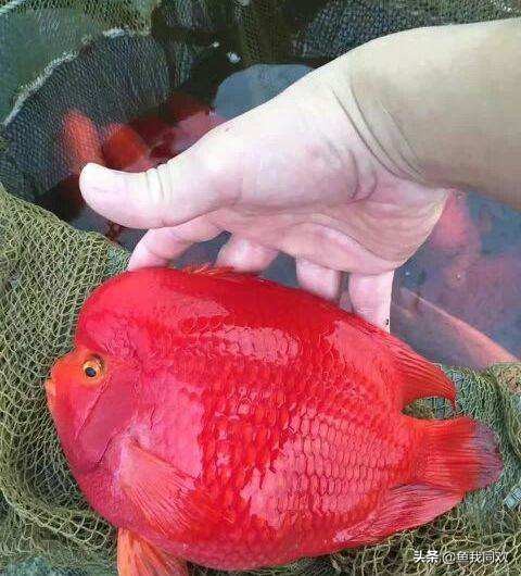 鹦鹉财神鱼喂什么食物,鹦鹉财神鱼如何饲养