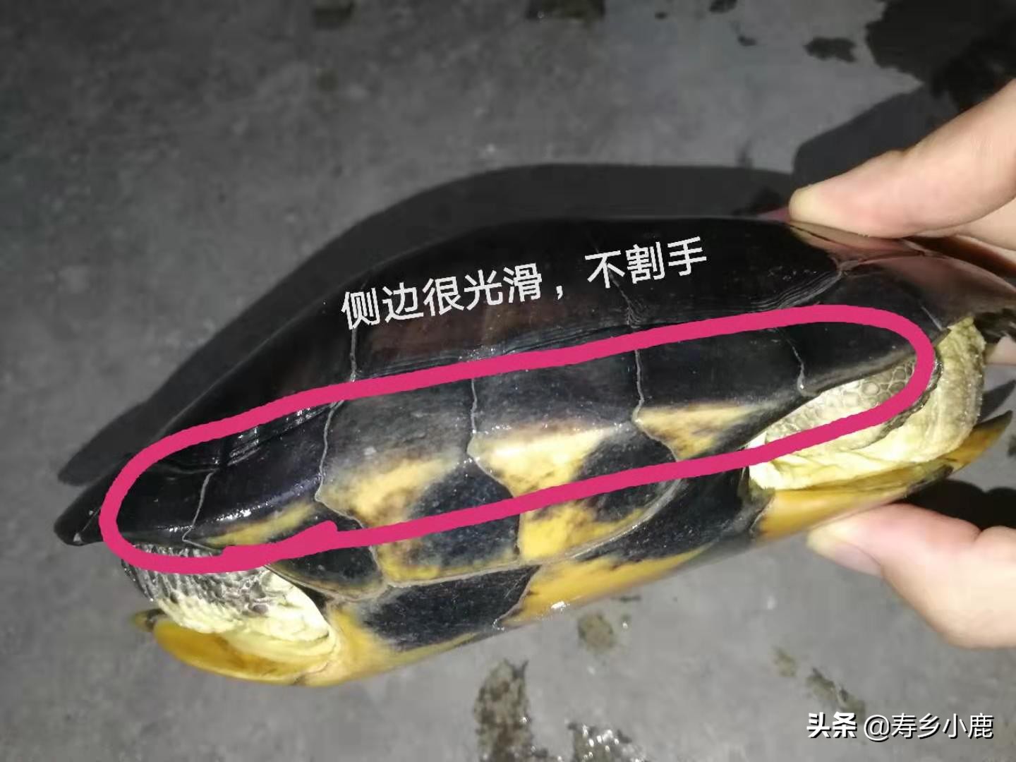 怎么养石金钱龟才是正确的方法,养了五年的石金钱龟应该有多大