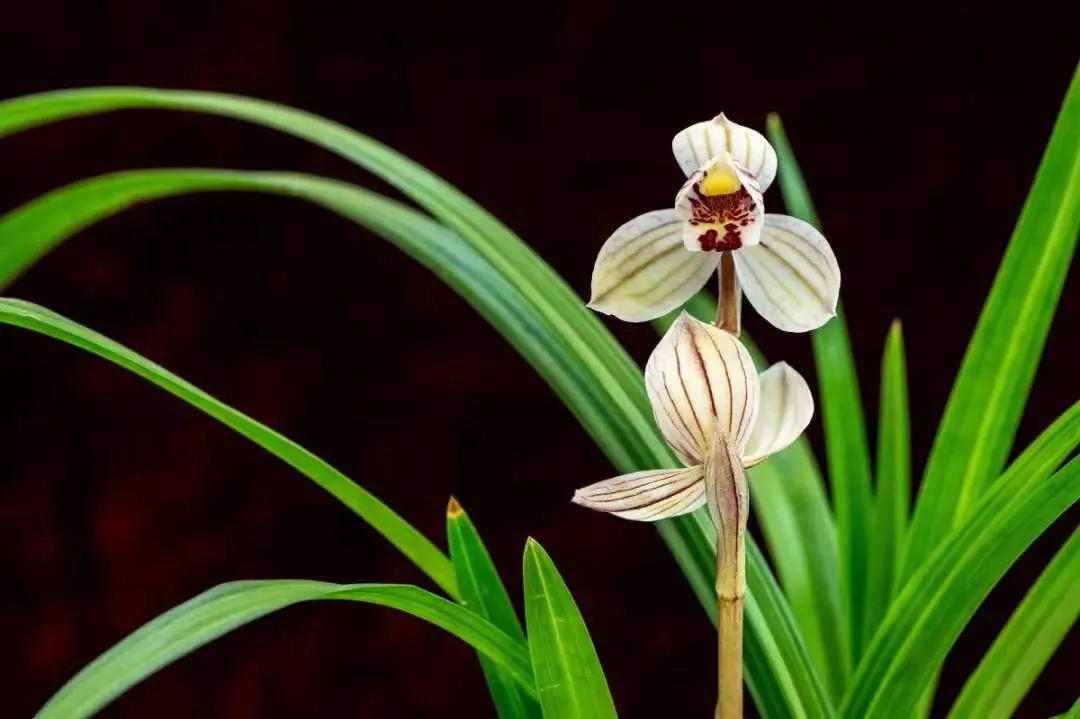 磷酸二氢钾如何使用效果最好,怎样的磷酸二氢钾才是真的