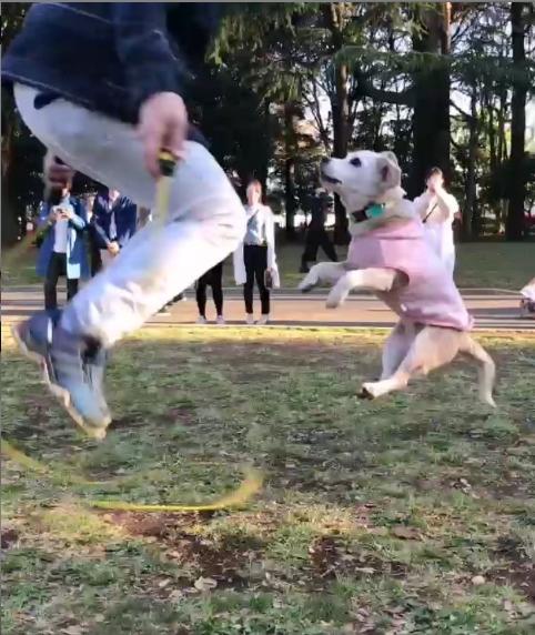 狗狗有多高智商,狗狗跳跃能力有多强