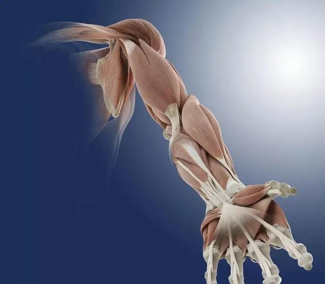 踝关节扭伤小科普,腹股沟韧带拉伤表现