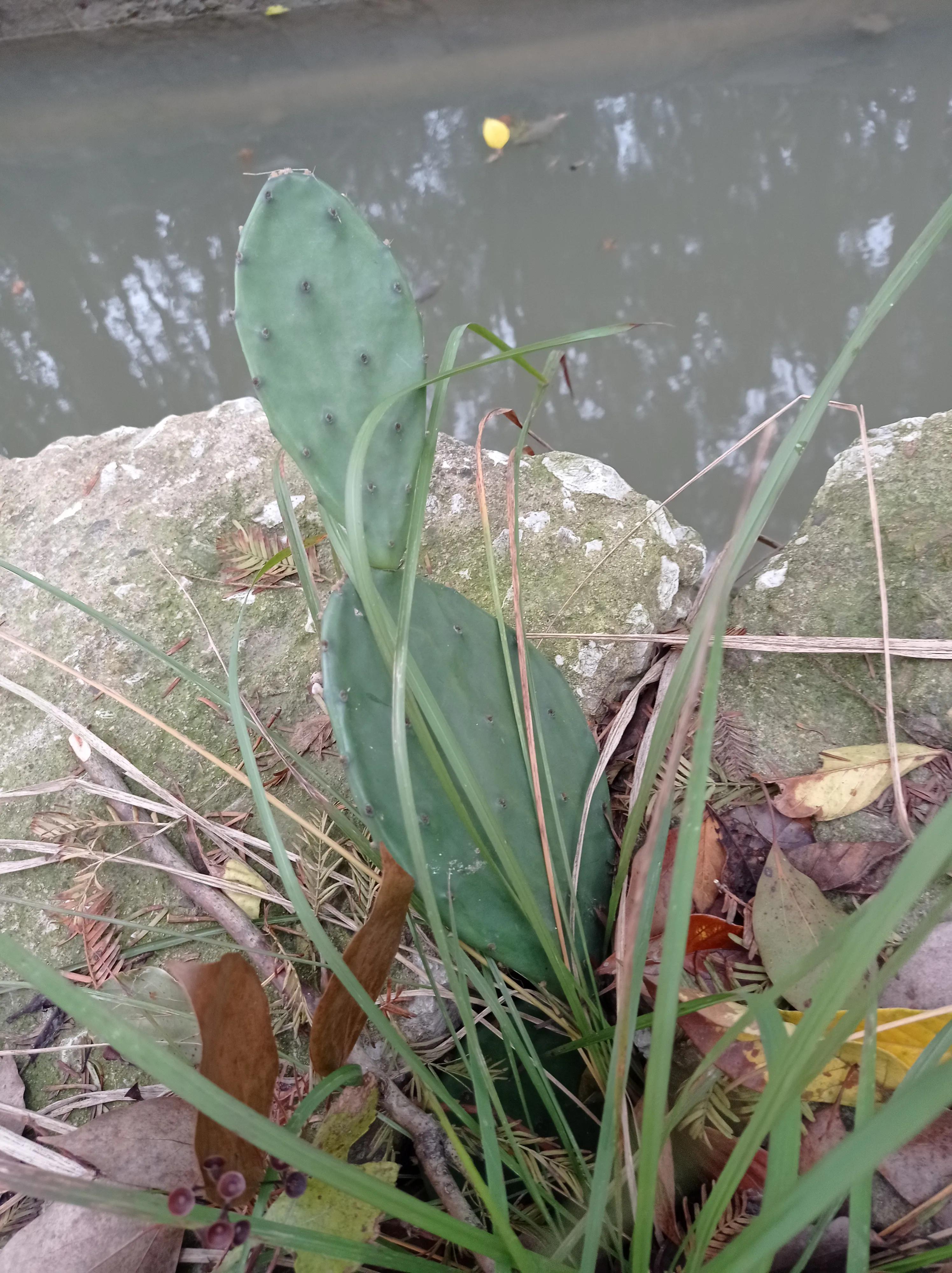 老家的仙人掌视频,老家房顶上的仙人掌