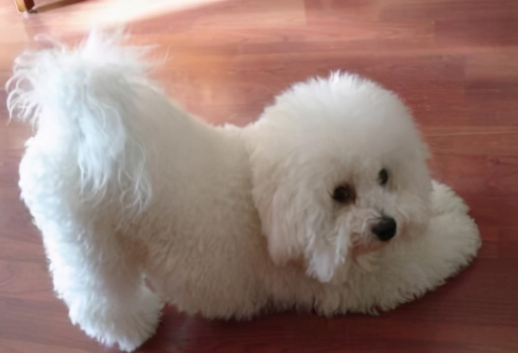 如何正确饲养比熊犬3大注意事项,养比熊犬要注意些什么