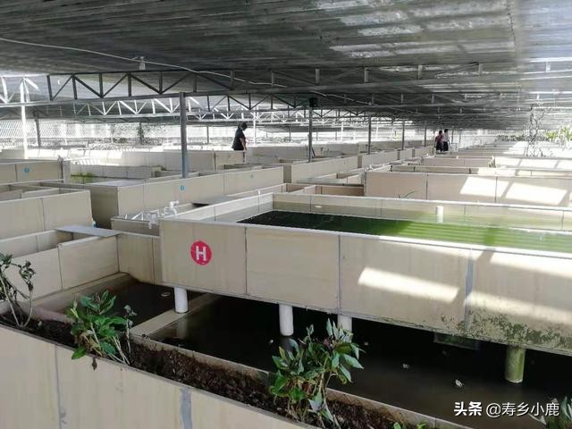 金钱龟现在市场行情,石金钱龟未来行情