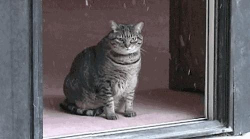 猫咪也会做噩梦吗,猫也会做噩梦吗