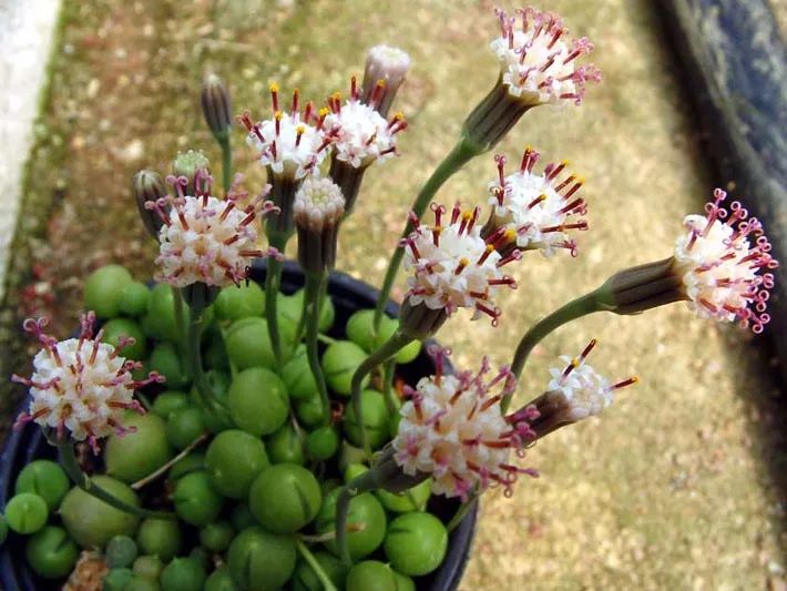 珍珠吊兰为什么开花不红,为什么我的吊兰叶子总是有点断