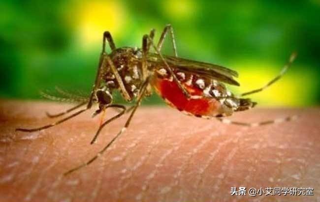 世界上要怎样才能重新复活恐龙,用琥珀复活恐龙动画