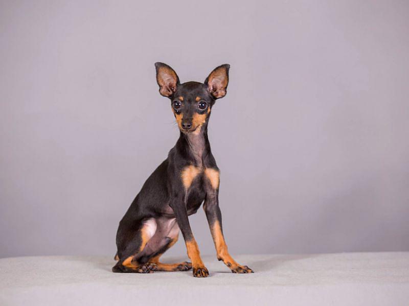 小鹿犬的训练方法,如何训练6个月的小鹿犬