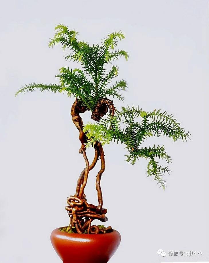 澳洲杉怎么长出漂亮根部,澳洲杉能用赤玉土种植吗