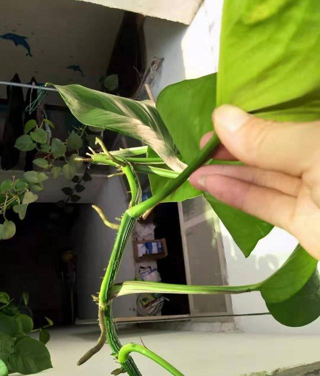 如何保持绿萝的叶子长得更旺盛,绿萝叶片巴掌大