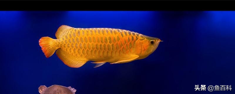 60厘米高的鱼缸多高水位合适，深水位鱼缸适合养什么鱼