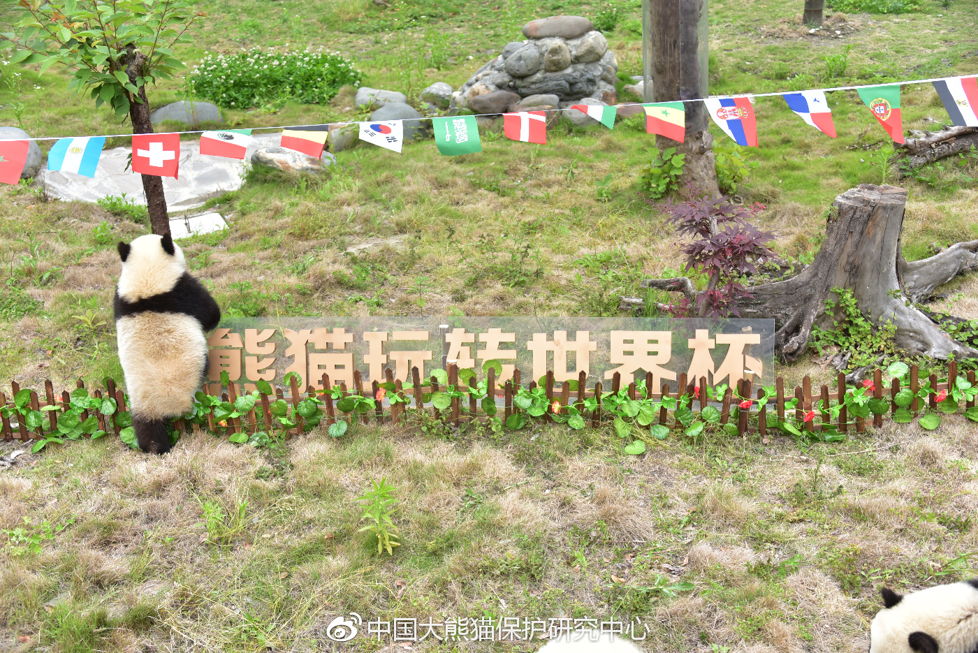 熊猫玩球赛,熊猫玩转世界杯迈迈