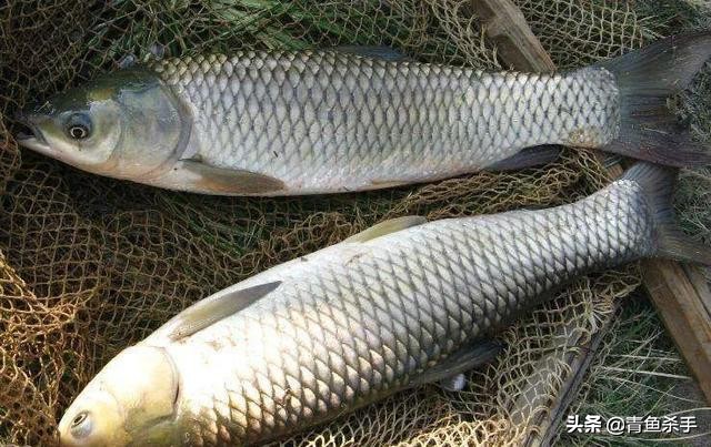 野钓草鱼如何选择钓点,如何钓草鱼最佳钓法