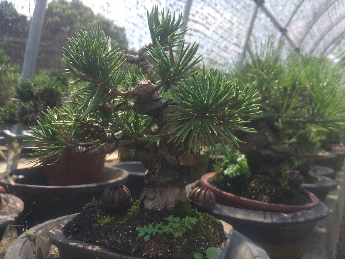 掌上盆景100种,掌上盆景