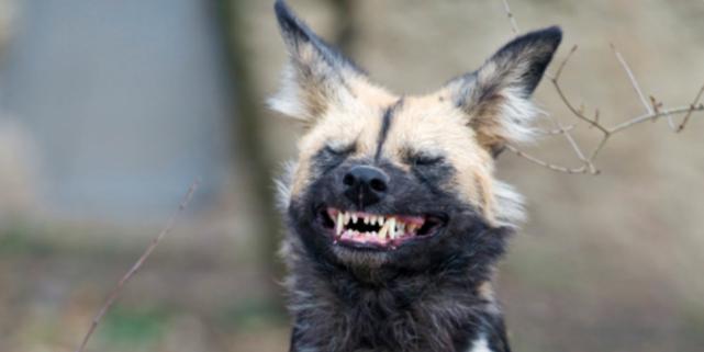 用喷嚏来投票?不可思议的方式,让非洲野狗团队更民主更团结