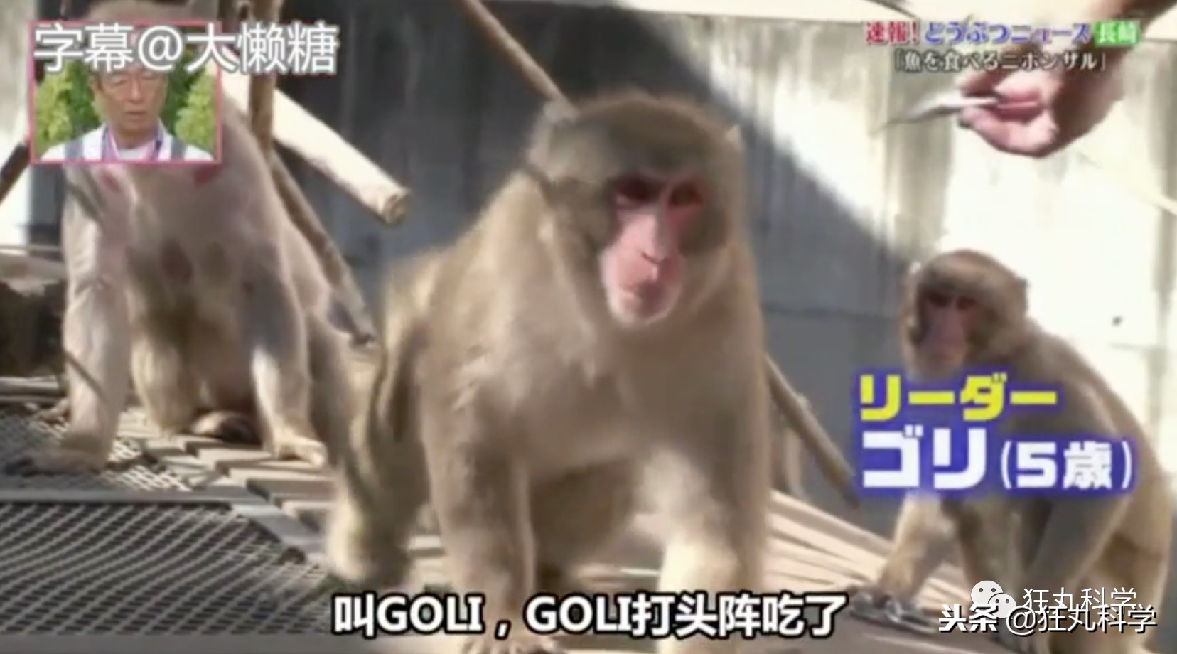 日本秃头猴子吃鱼10个月生发成功，脱发网友求购买链接