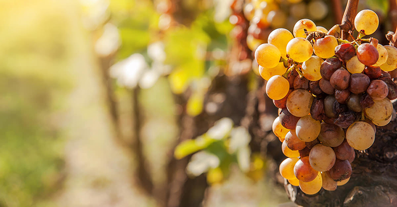 贵腐和冰酒哪个好喝,冰酒与贵腐哪个好喝