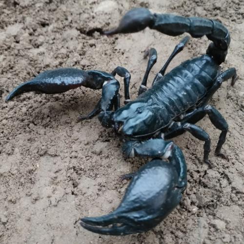 被过分*制抵**的爬宠，能不能存在于阳光之下？