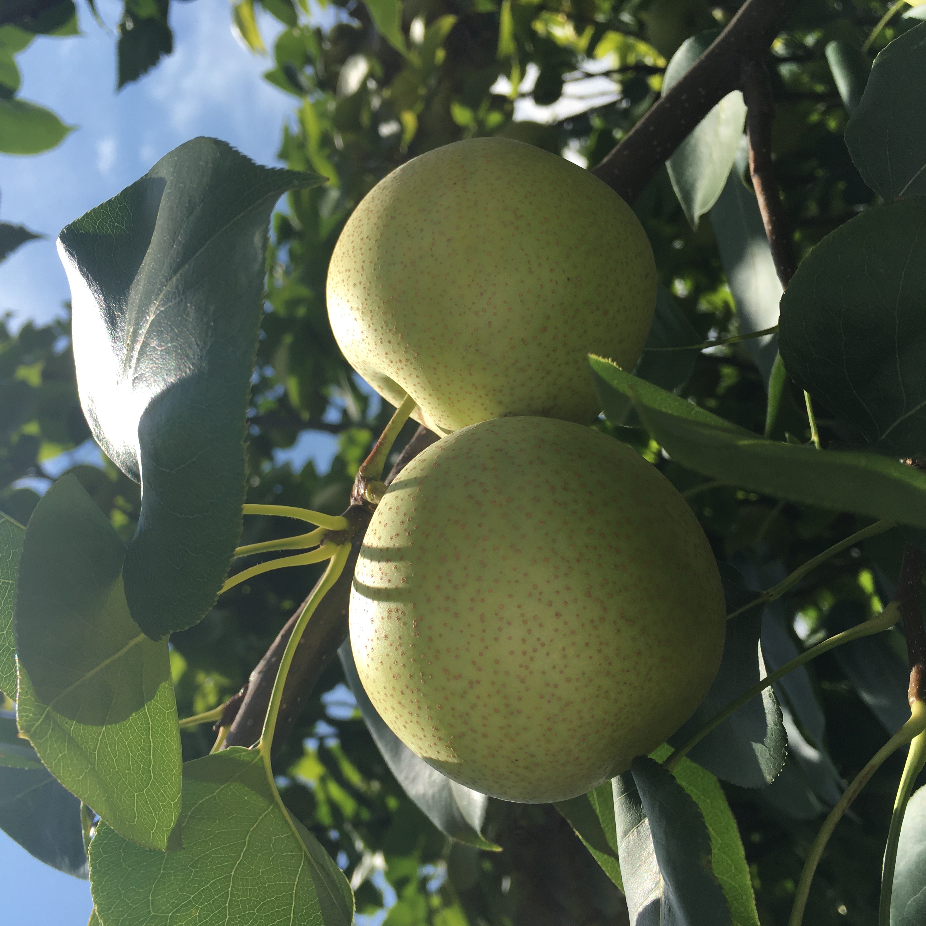 美好的事物总是很短暂完整版,美好的事物总是很短暂翻唱