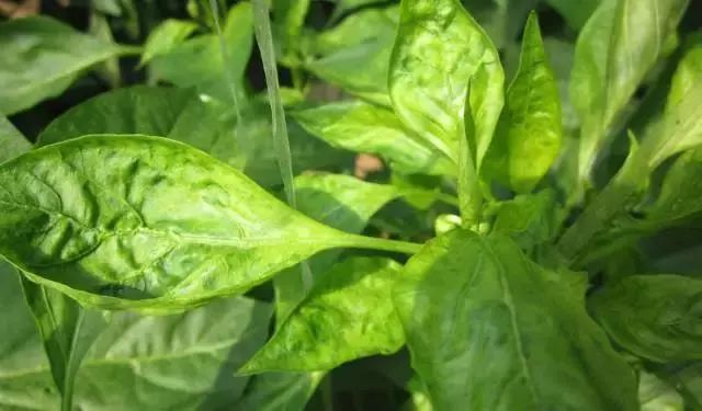 辣椒病害怎么治,吡唑醚菌酯能防治辣椒的哪些病害