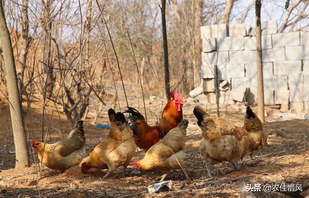 山林散养土鸡需要注意什么,回老家养土鸡怎么样