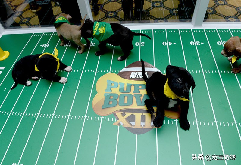 国外狗狗敏捷比赛,狗狗敏捷大赛罗威纳