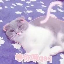 养猫药物,铲屎官必备养狗神器