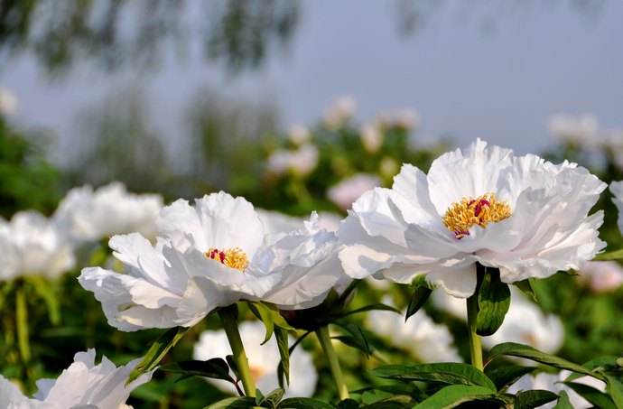 牡丹籽油哪个品种最好,牡丹籽油为什么最贵