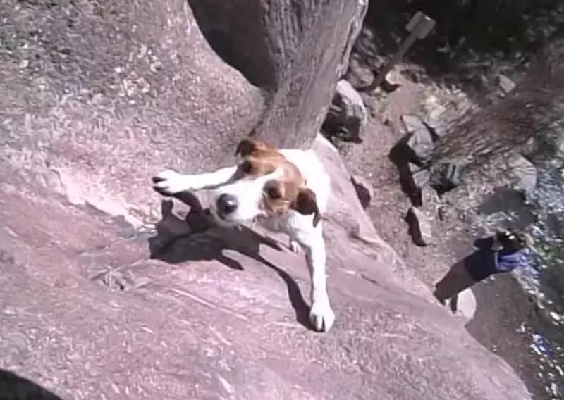 狗狗是我的灵魂伴侣,狗狗是我的好搭档