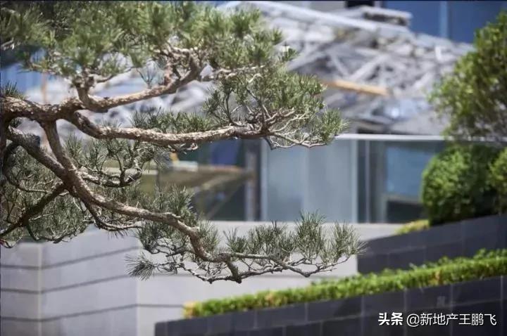 *瑰园玫**|曲江池畔的「叛逆少年」，匠心打磨的「凝固艺术」