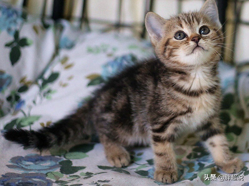 英短得了猫癣怎么办,猫猫藓严重有什么方法解决