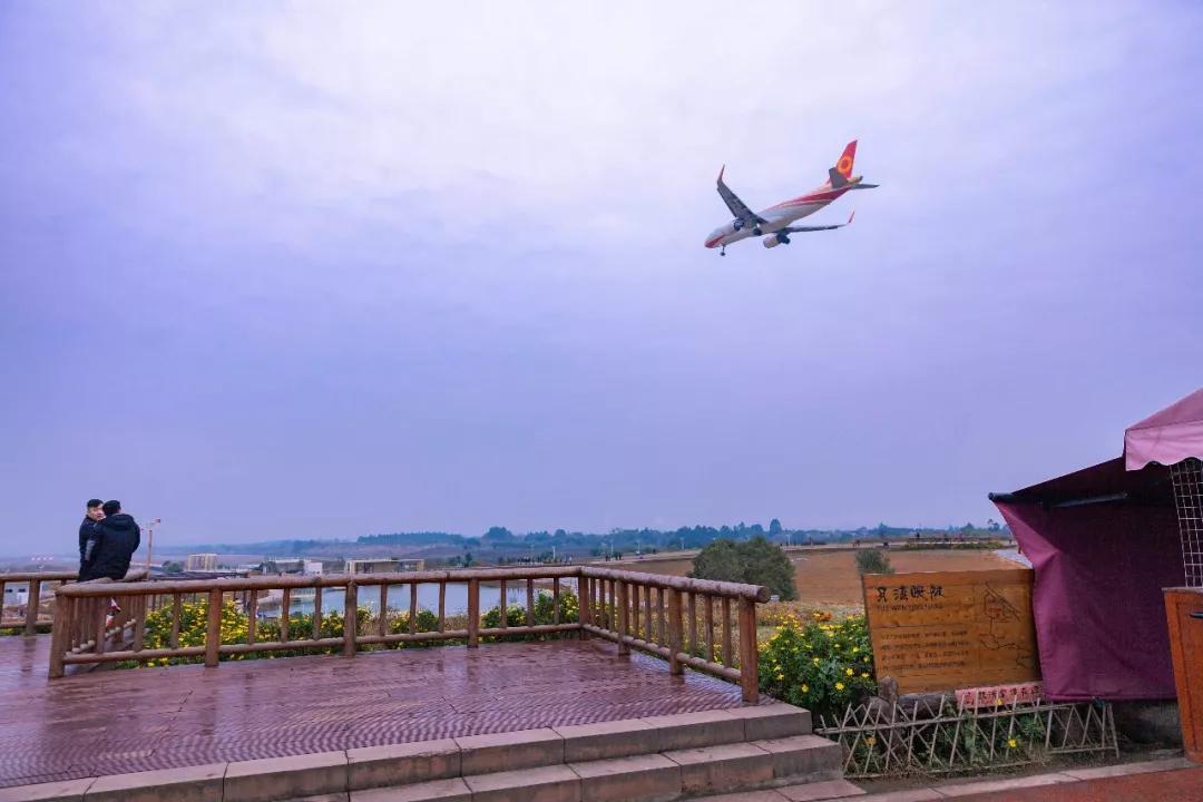 在空港花田里怎么拍照好看,每张都是屏保