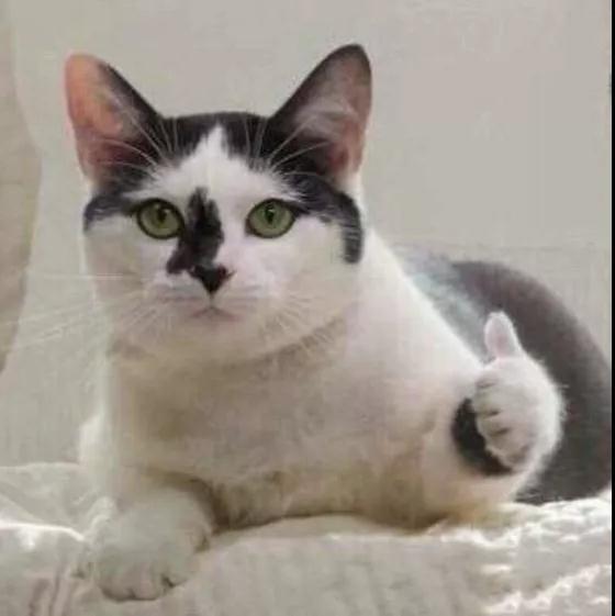 法国雅漾属于几线品牌,雅漾和理肤泉水乳哪个好