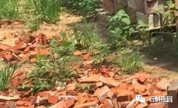 种植石斛兰的正确方法,石斛兰如何种植长得好看