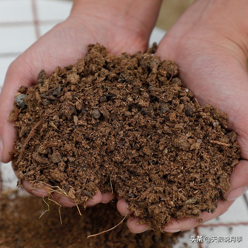 不用再羡慕别人家的院子,庭院养护全攻略