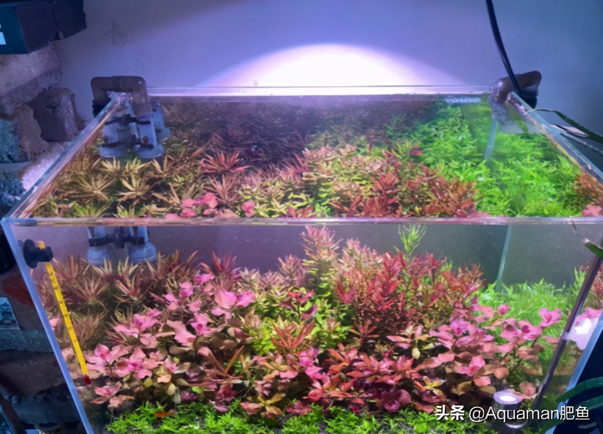 便宜又好养的水草推荐,好养又便宜的水草推荐