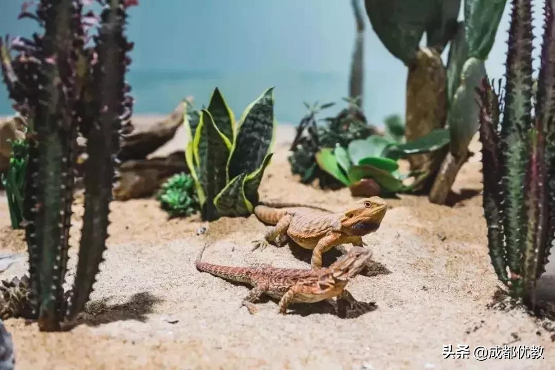 安排！亲子游必打卡：达芬奇IN成都、虫虫总动员、澳大利亚树皮画