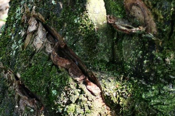 老柿子树主干太长咋处理,砍柿子树有什么讲究吗