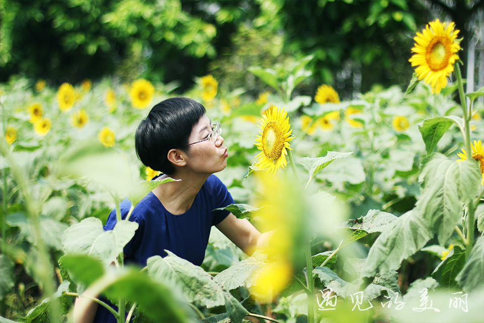 百万葵园有多坑,百万葵园免门票