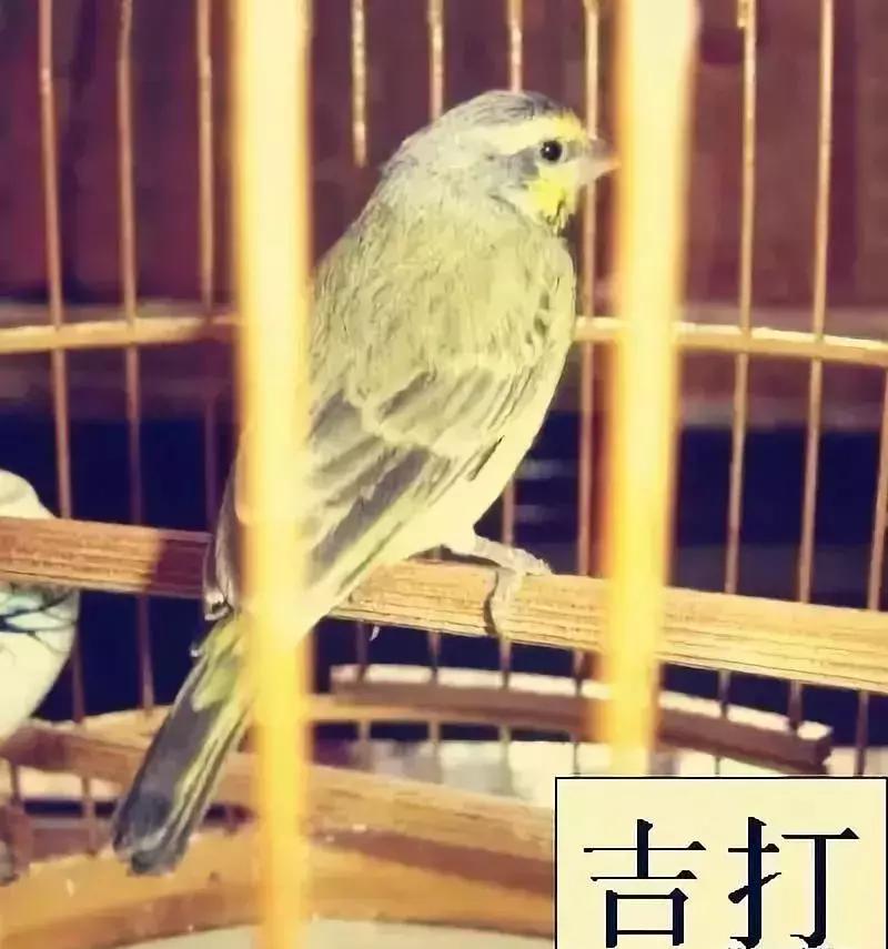 金青和韩立,金青的繁育