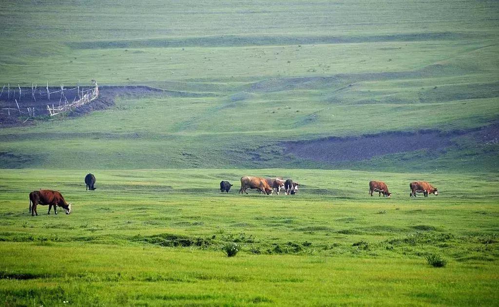 爱旅游的朋友注意了！天津周边藏着的10个草原，不玩一趟太亏