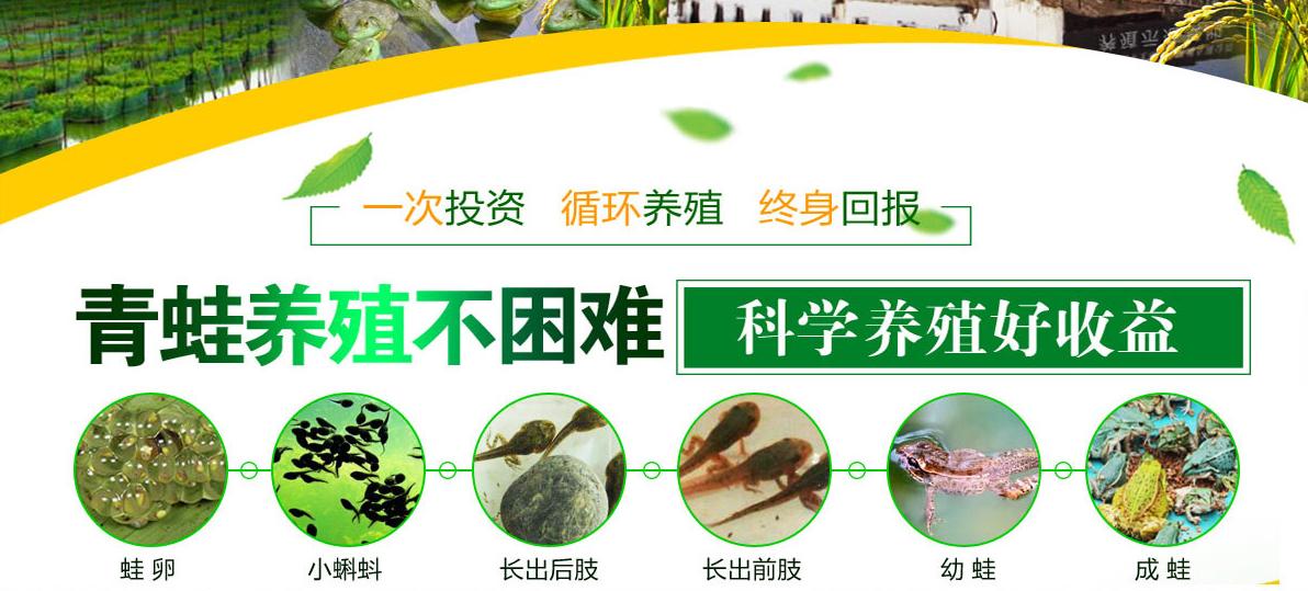 养殖青蛙的家常做法,新手养殖青蛙怎样入行