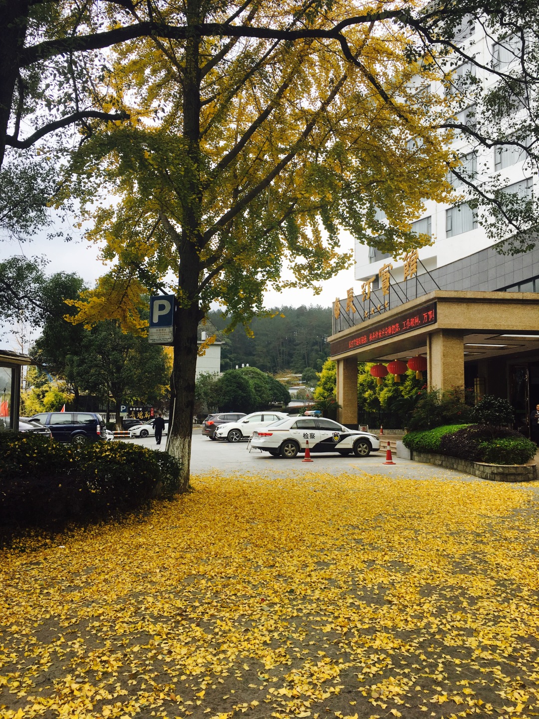 长汀宾馆银杏,长汀宾馆银杏叶