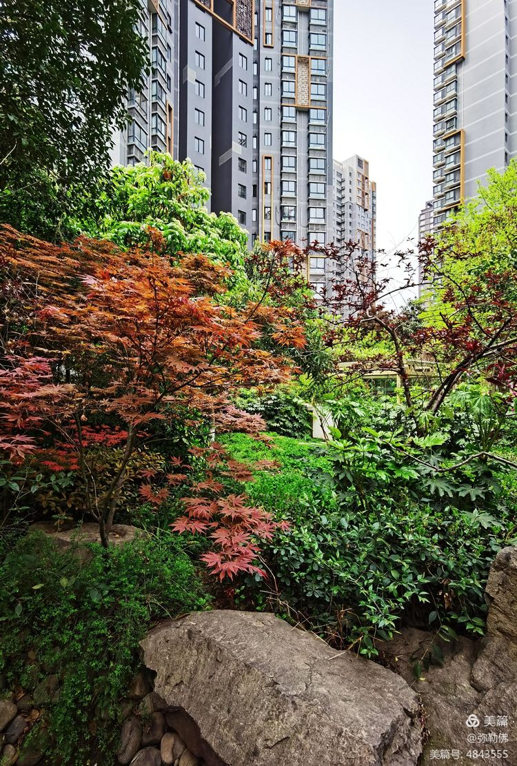 高新枫林华府住房,高新枫林华府小区评测