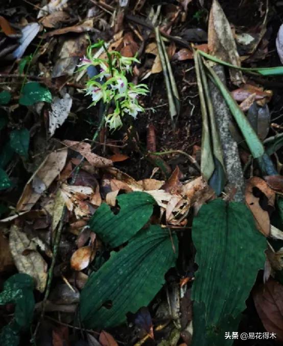 吻兰,云南稀有兰花品种图片金边蕙兰