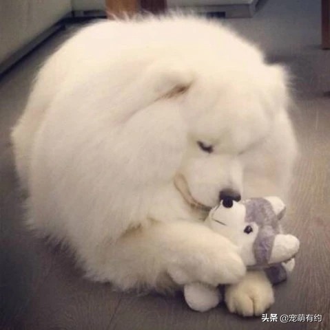 挑选萨摩耶尾巴,挑选萨摩耶幼崽