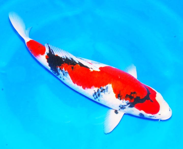 鱼百滋酸菜鱼即墨团购,鱼百科app